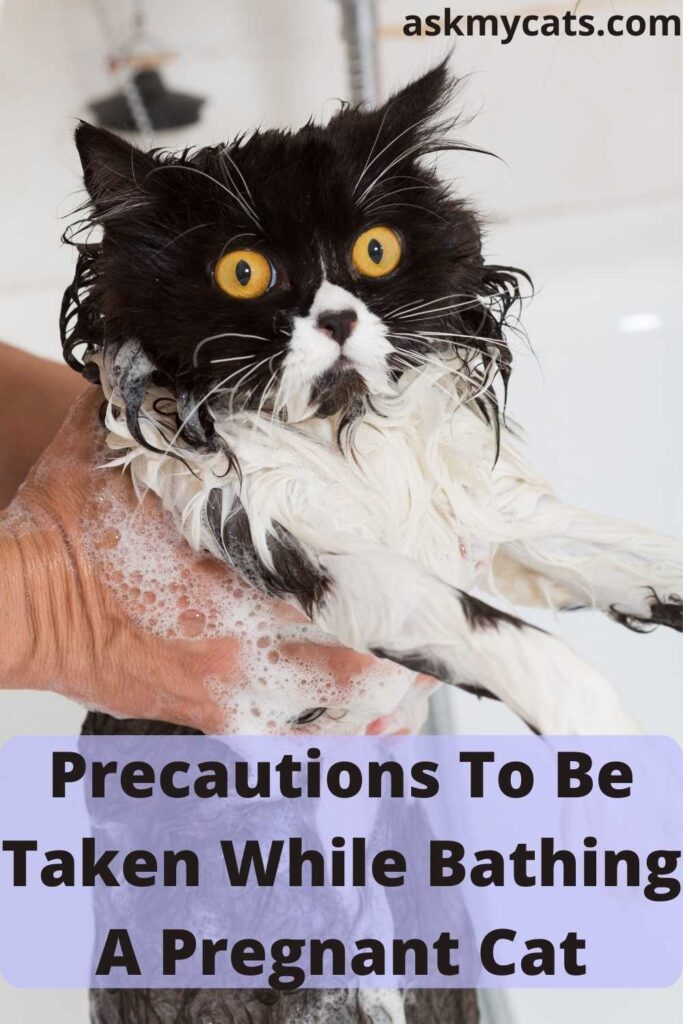 Precautions To Be Taken While Bathing A Pregnant Cat