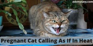 Pregnant Cat Calling As If In Heat: Know The Reasons