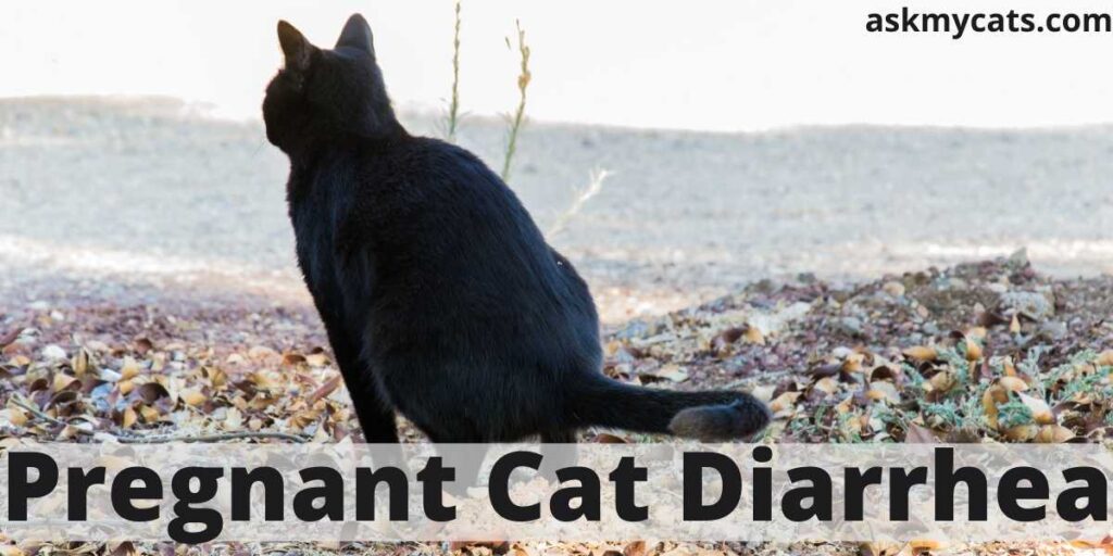 Pregnant Cat Diarrhea