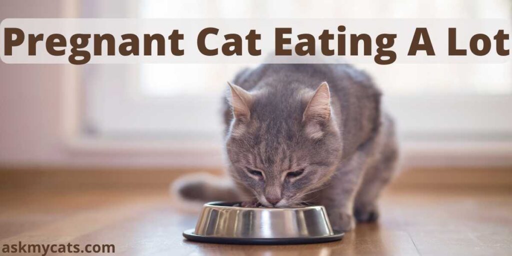 Pregnant Cat Eating A Lot Reasons & Solutions