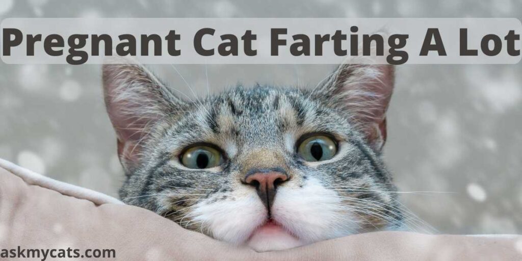 Pregnant Cat Farting A Lot