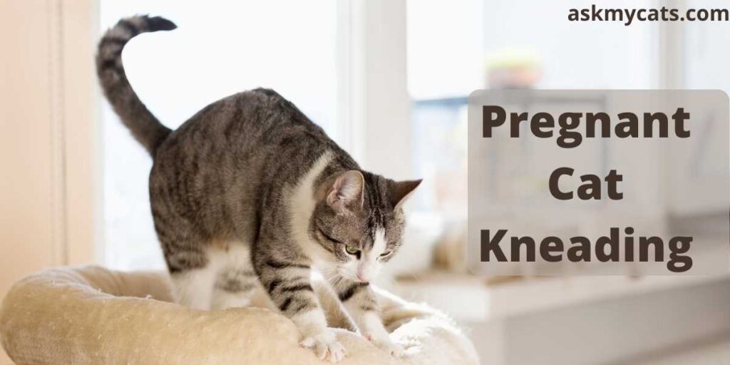 Why Does My Cat Always Knead? - Ballantrae Plaza Veterinary Clinic