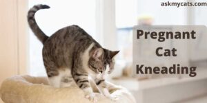 Pregnant Cat Kneading: Reasons & Solutions