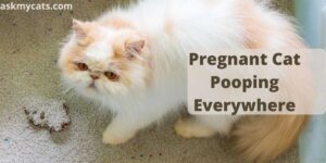 Pregnant Cat Pooping Everywhere: Reasons & Solutions