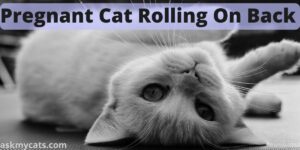 Pregnant Cat Rolling On Back: Reasons & Solutions