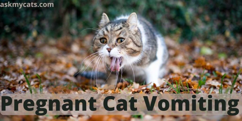 Pregnant Cat Vomiting