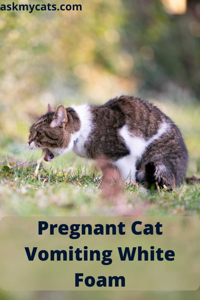 Pregnant Cat Vomiting White Foam