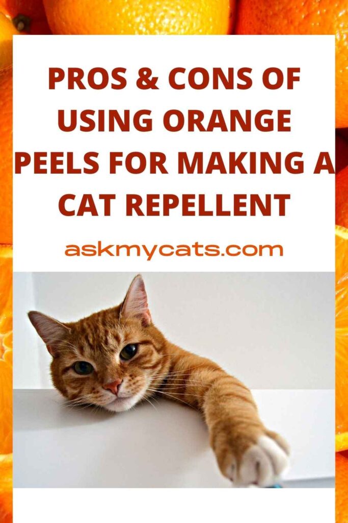 Pros & Cons Of Using Orange Peels For Making A Cat Repellent
