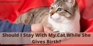 Should I Stay With My Cat While She Gives Birth?