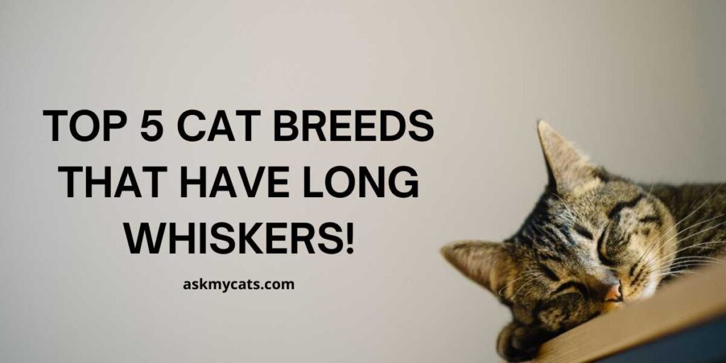 Top 5 Cat Breeds That Have Long Whiskers!