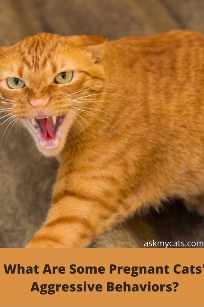 What Are Some Pregnant Cats' Aggressive Behaviors?