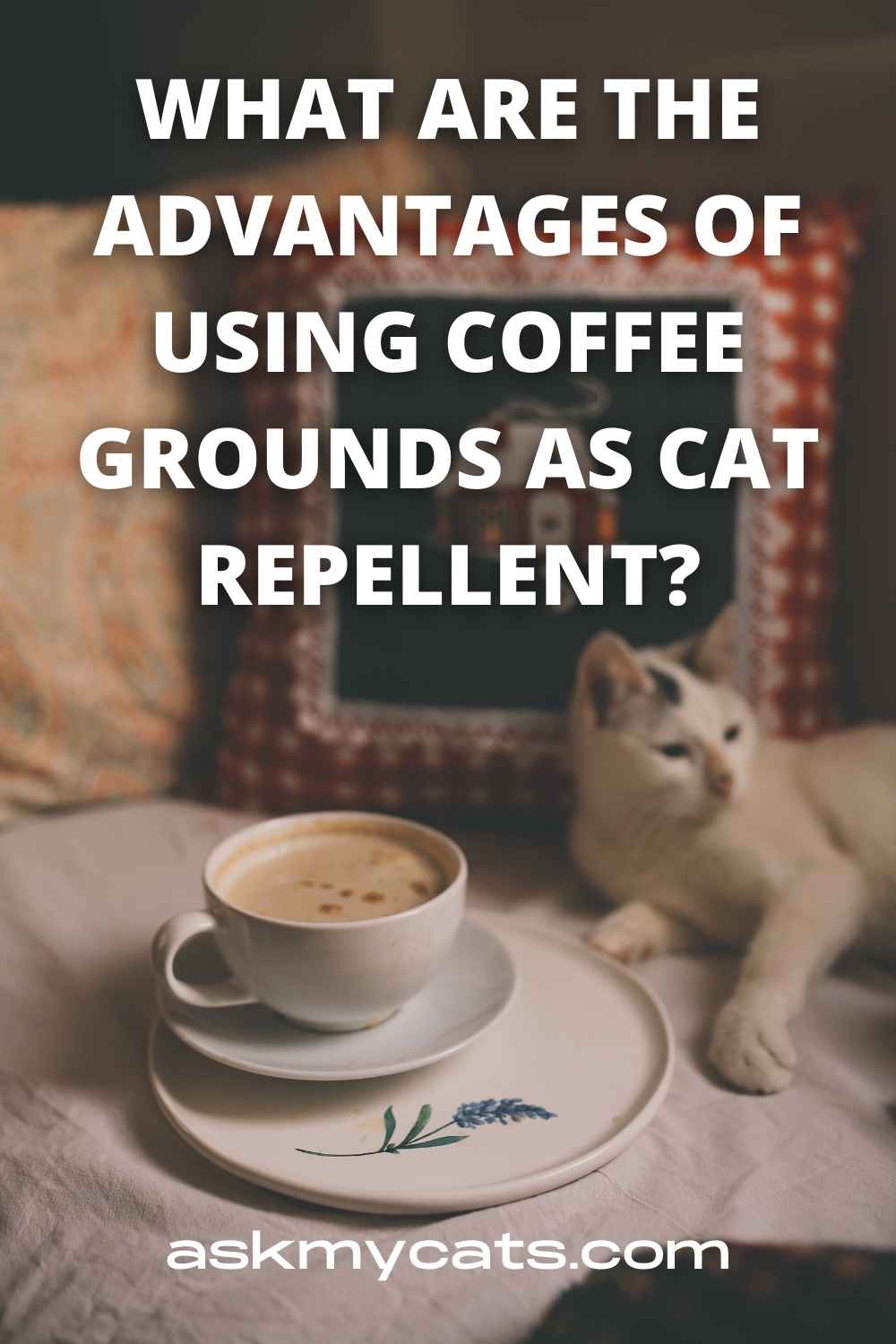 Do Coffee Grounds Keep Cats Away?