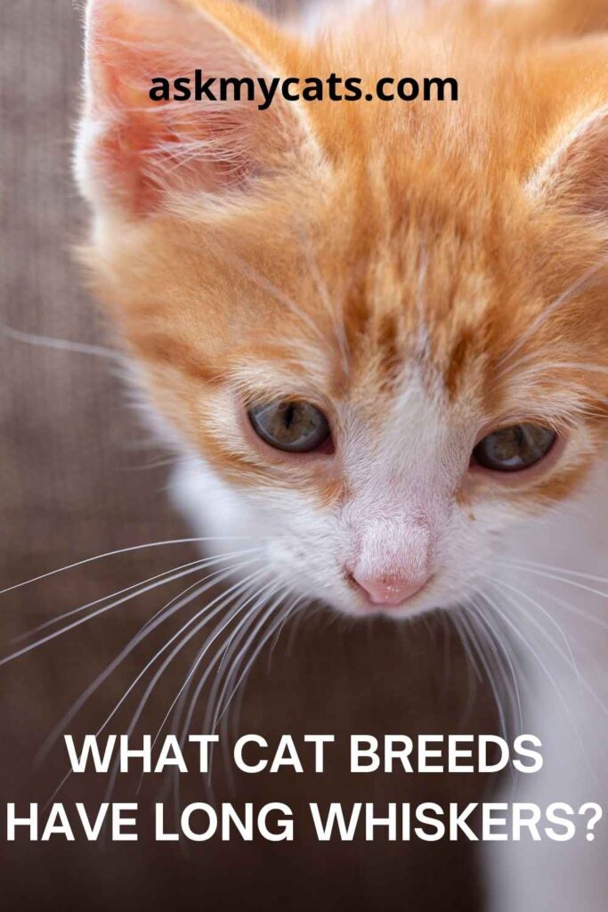 What Cat Breeds Have Long Whiskers