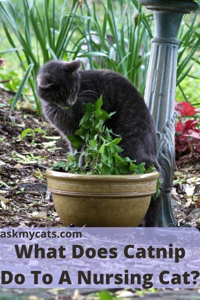 What Does Catnip Do To A Nursing Cat?