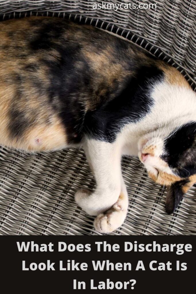 What Does The Discharge Look Like When A Cat Is In Labor?