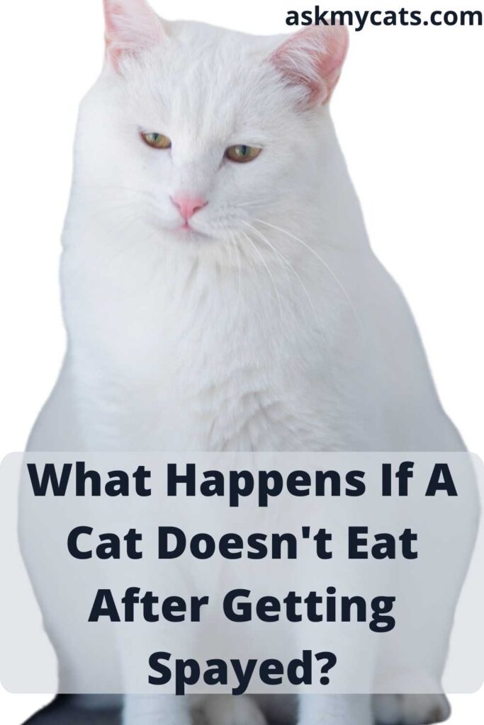 What Happens If A Cat Doesn't Eat After Getting Spayed?