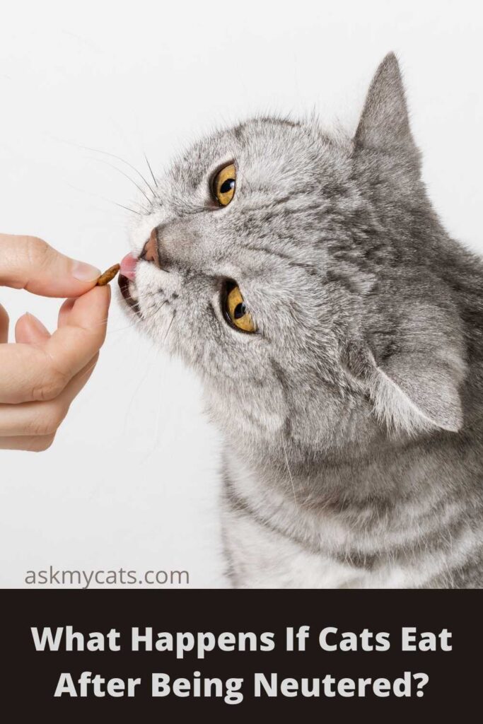 What Happens If Cats Eat After Being Neutered?