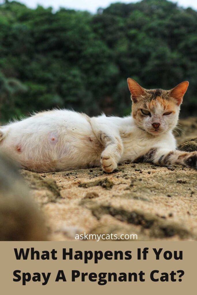 What Happens If You Spay A Pregnant Cat?