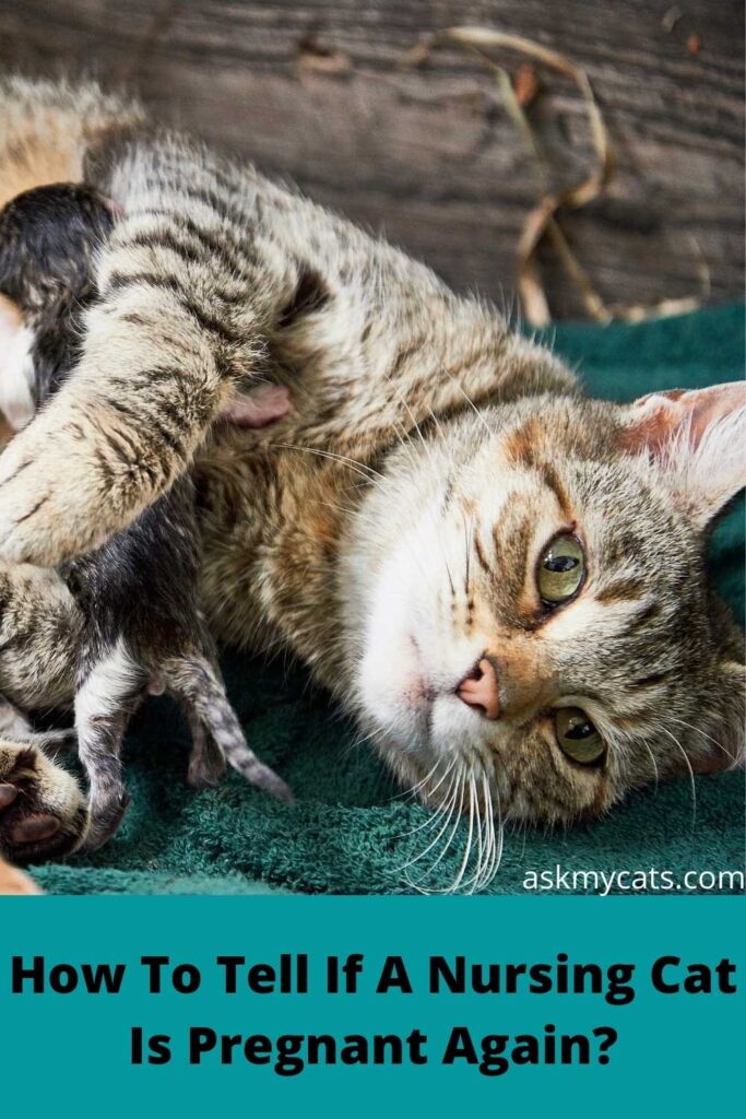 What Happens When A Cat Gets Pregnant Again While Nursing?