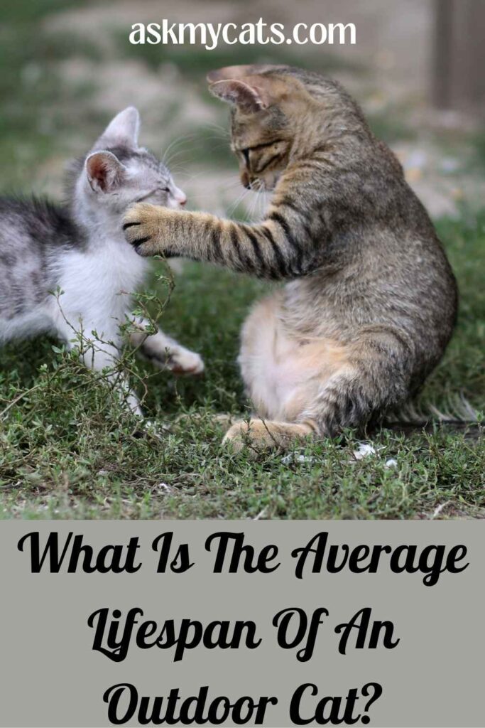 What Is The Average Lifespan Of A Outdoor Cat?