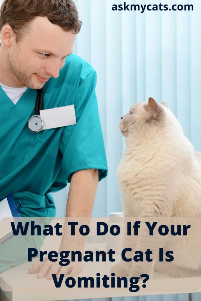 What To Do If Your Pregnant Cat Is Vomiting?