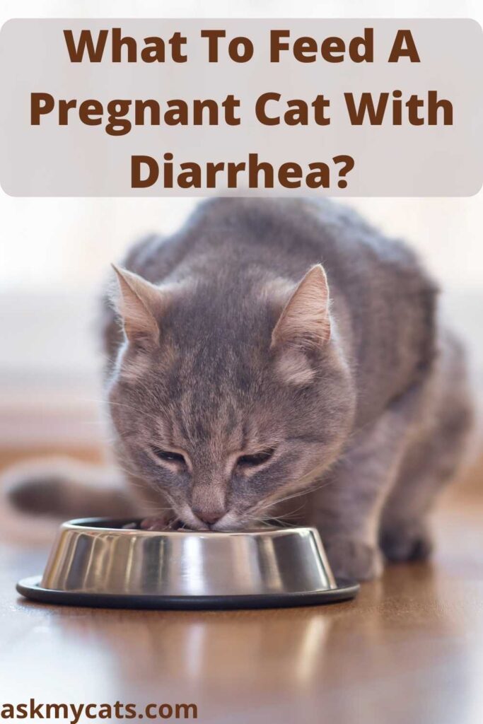 What To Feed A Pregnant Cat With Diarrhea?