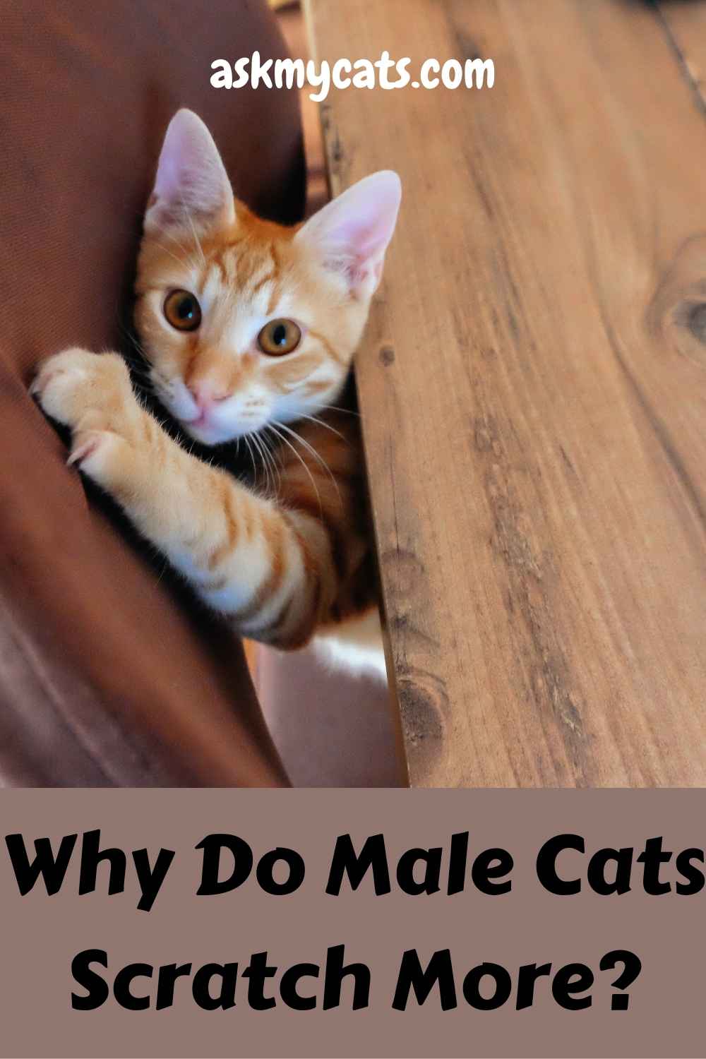 Do Male Cats Scratch More Than Female Cats?