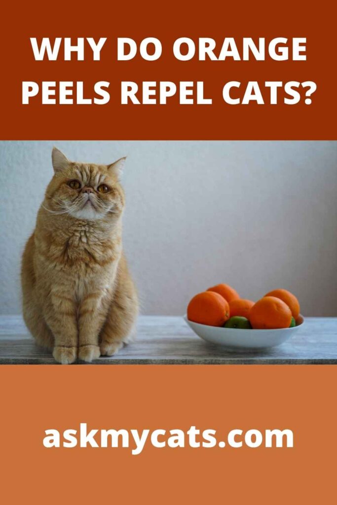 Why Do Orange Peels Repel Cats