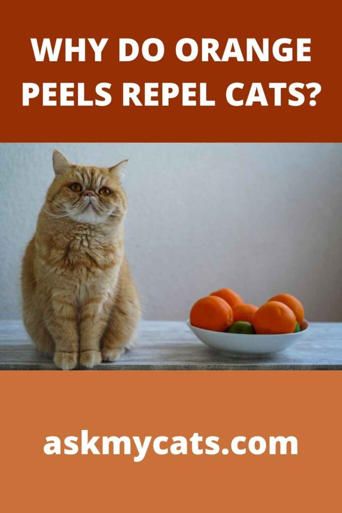 Do Orange Peels Keep Cats Away