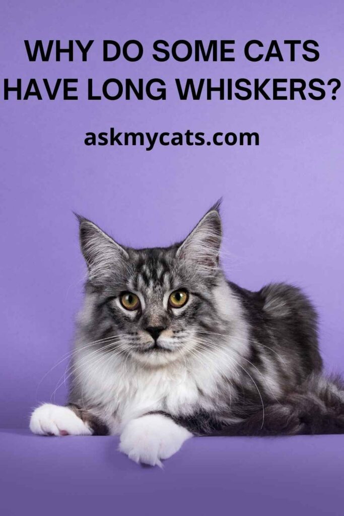 Why Do Some Cats Have Long Whiskers
