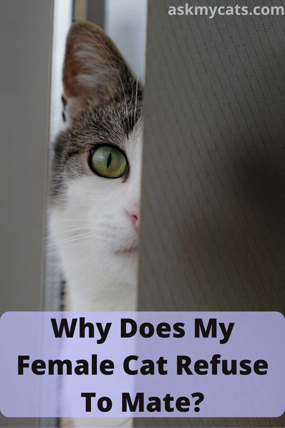 My Cat Doesn't Want To Mate Reasons & Solutions