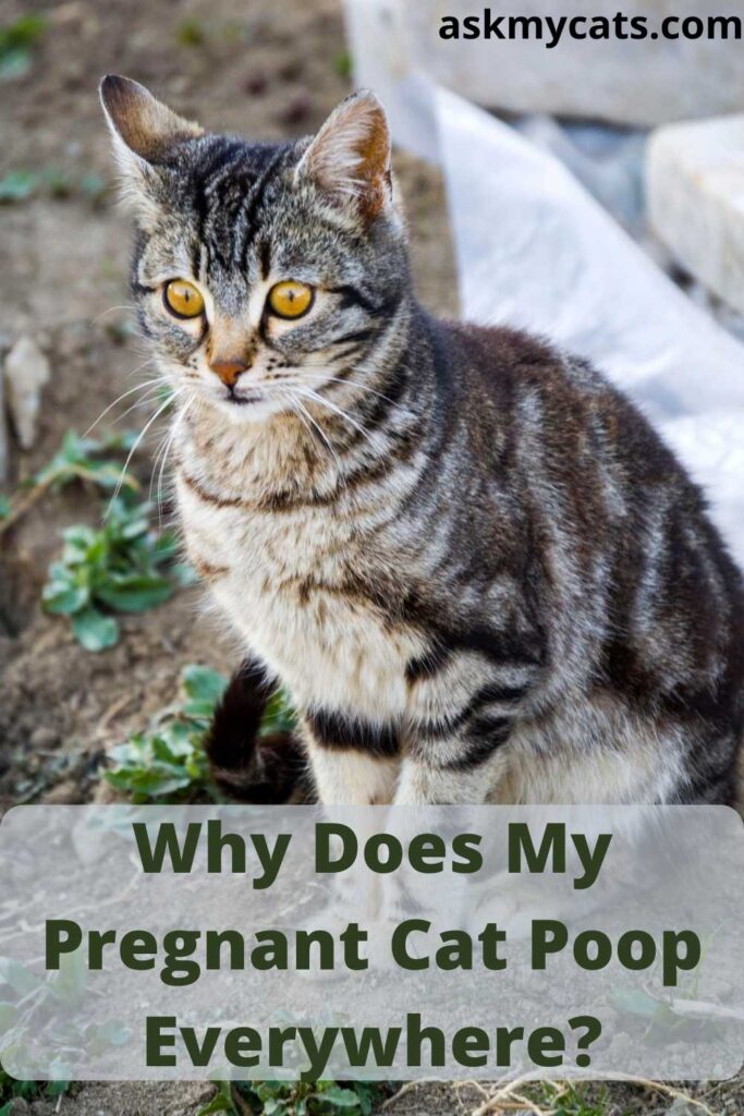 Why Does My Pregnant Cat Poop Everywhere?