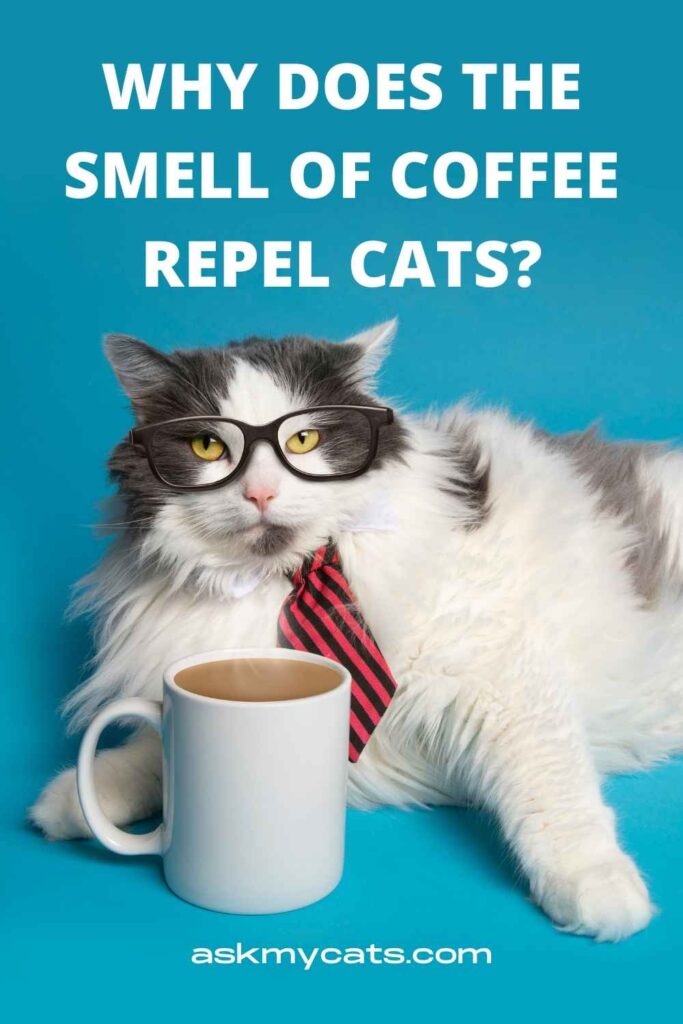 Why Does The Smell Of Coffee Repel Cats