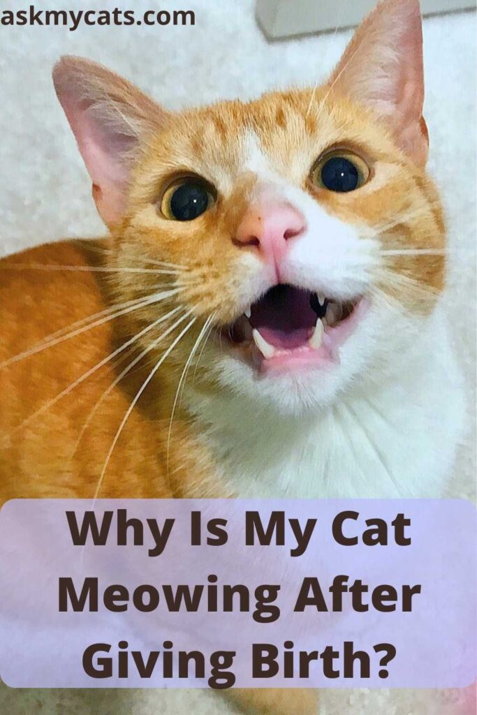 Why Is My Cat Meowing After Giving Birth?