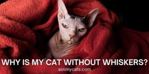 Cat Without Whiskers: Can A Cat Live Without Whiskers?