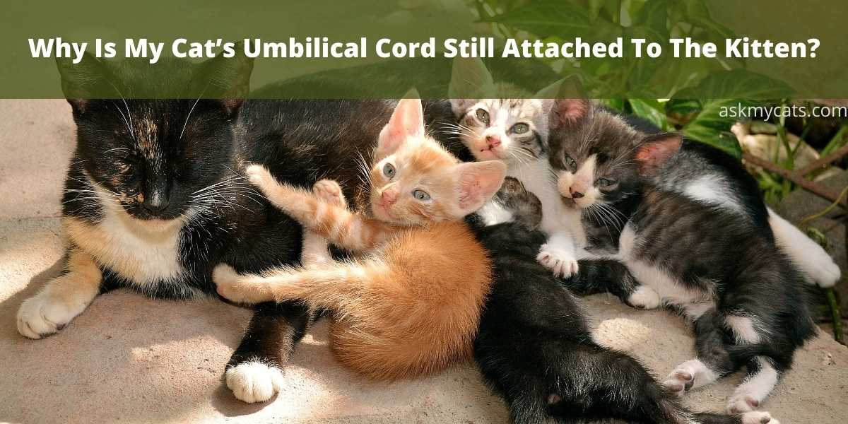 Why Is My Cat’s Umbilical Cord Still Attached To The Kitten?