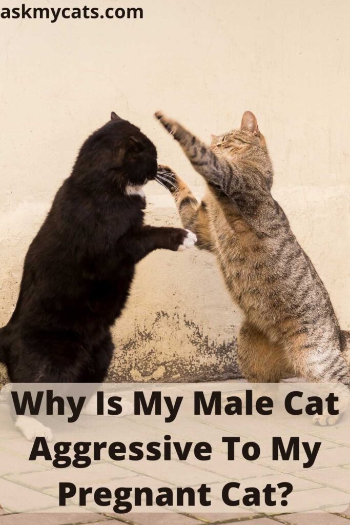 Why Is My Male Cat Aggressive To My Pregnant Cat?