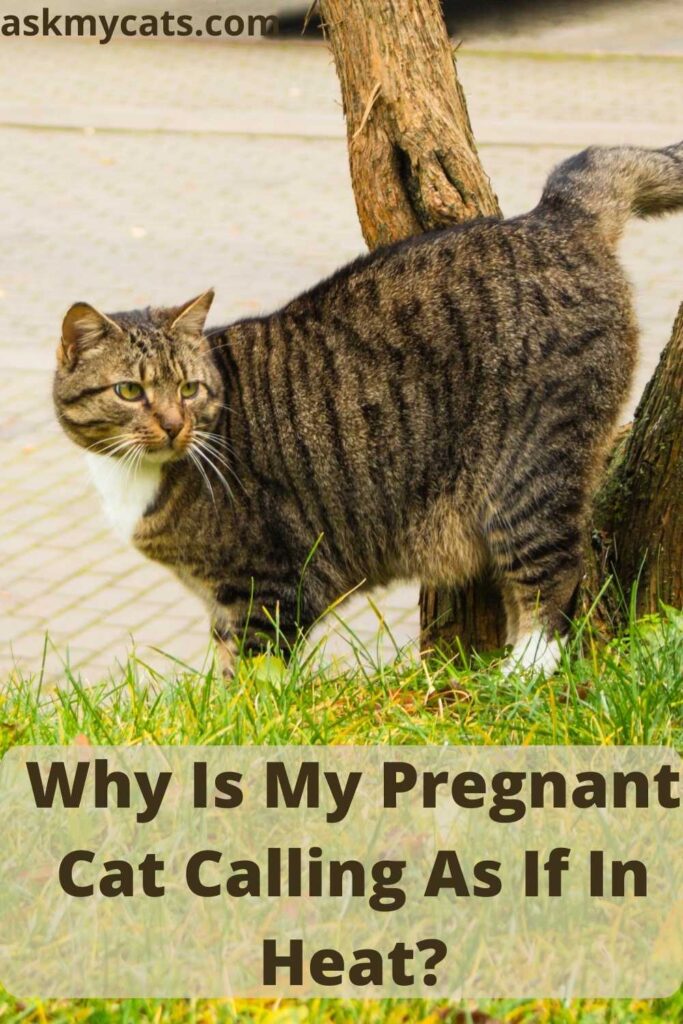 behavioral signs a cat is pregnant