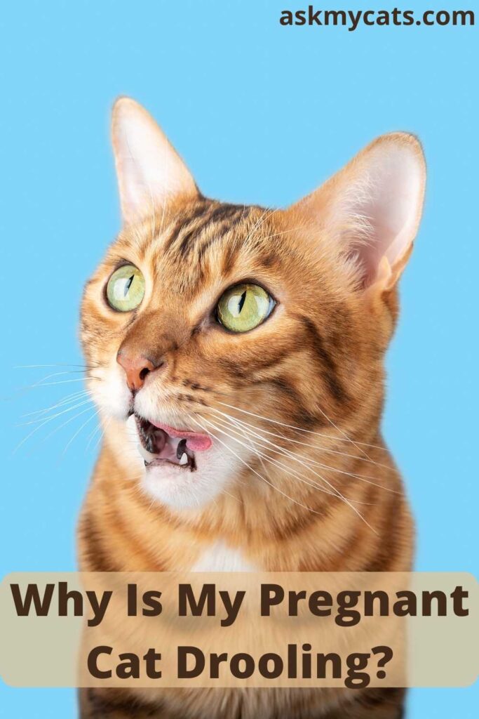 Why Is My Pregnant Cat Drooling?