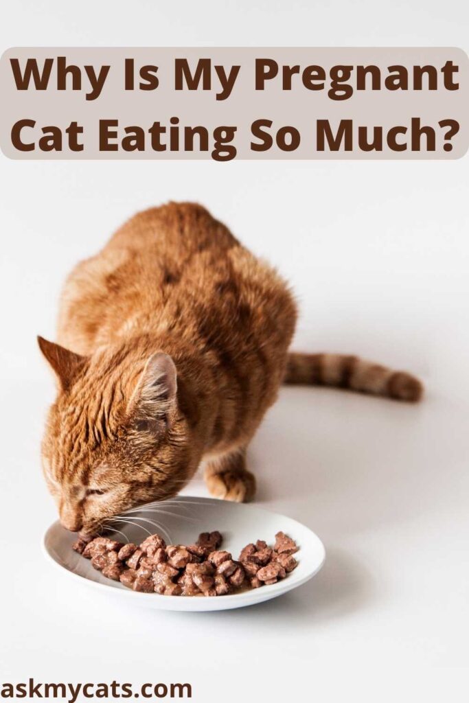 Why Is My Pregnant Cat Eating So Much?