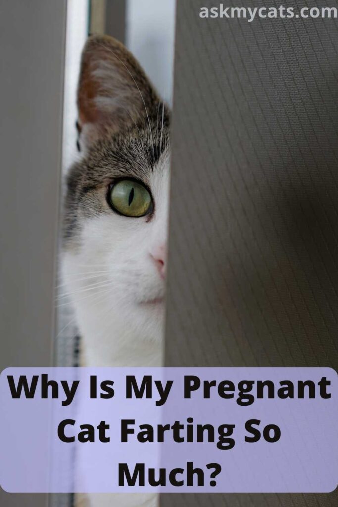 Why Is My Pregnant Cat Farting So Much?