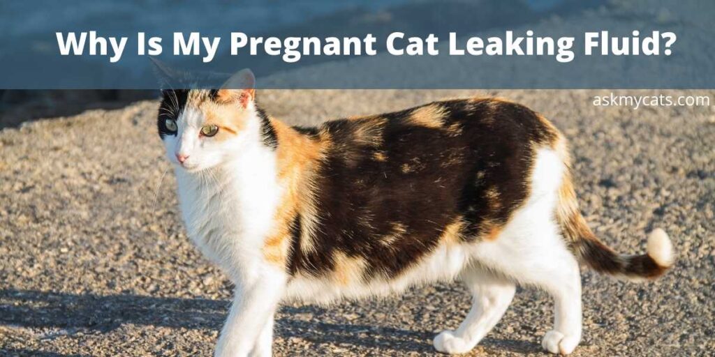 Why Is My Pregnant Cat Leaking Fluid?