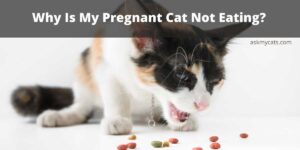 Why Is My Pregnant Cat Not Eating?