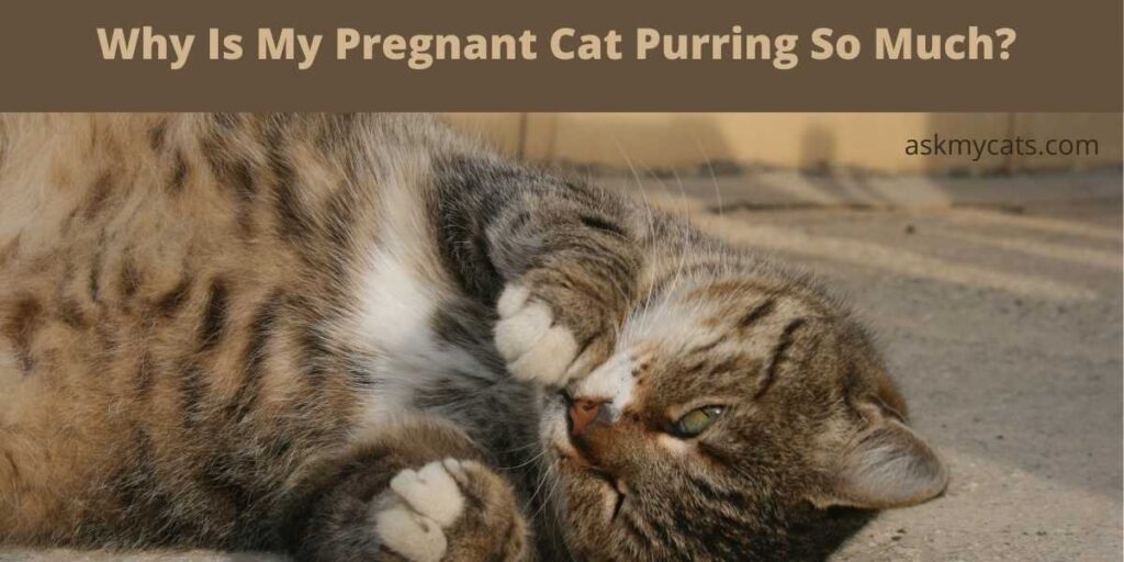 why-is-my-pregnant-cat-purring-so-much