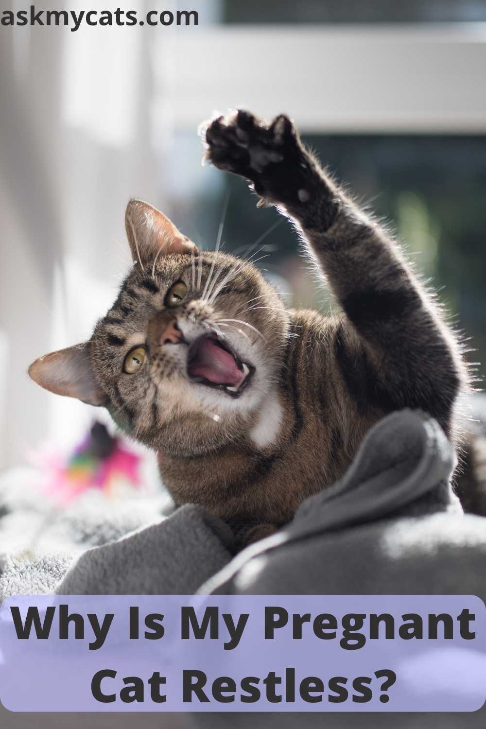 Why Is My Pregnant Cat Hyperactive And Restless?