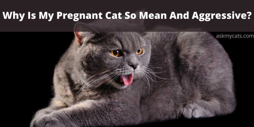 Why Is My Pregnant Cat So Mean And Aggressive?