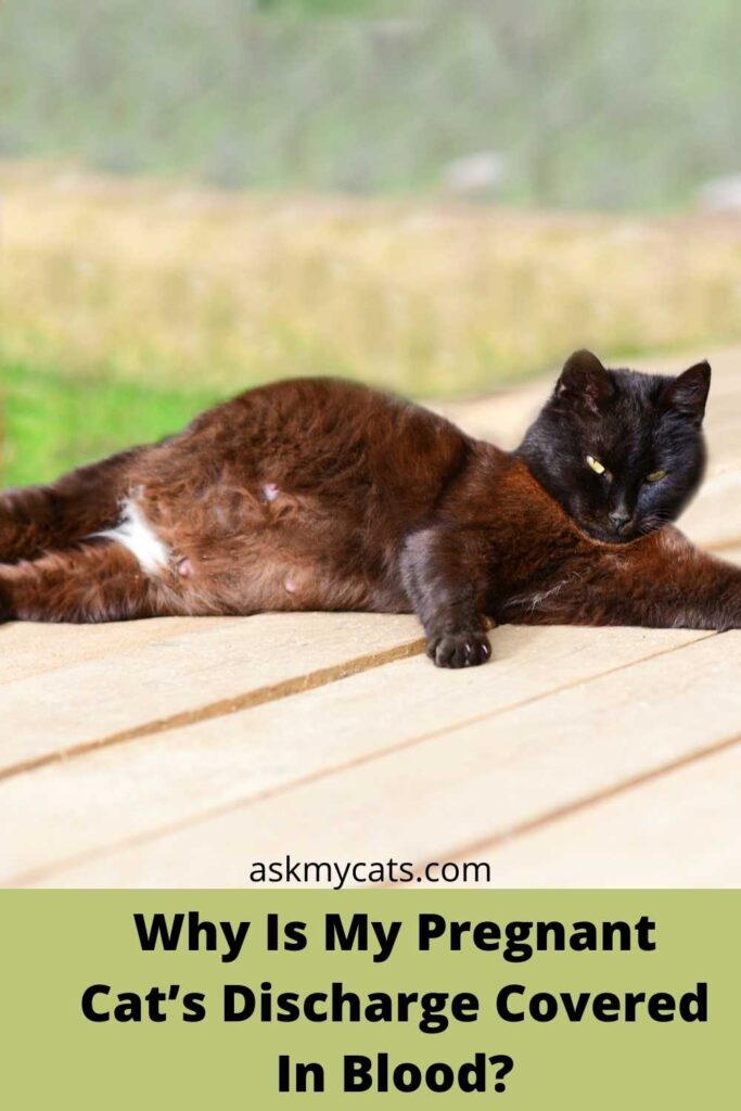 Why Is My Pregnant Cat’s Discharge Covered In Blood?