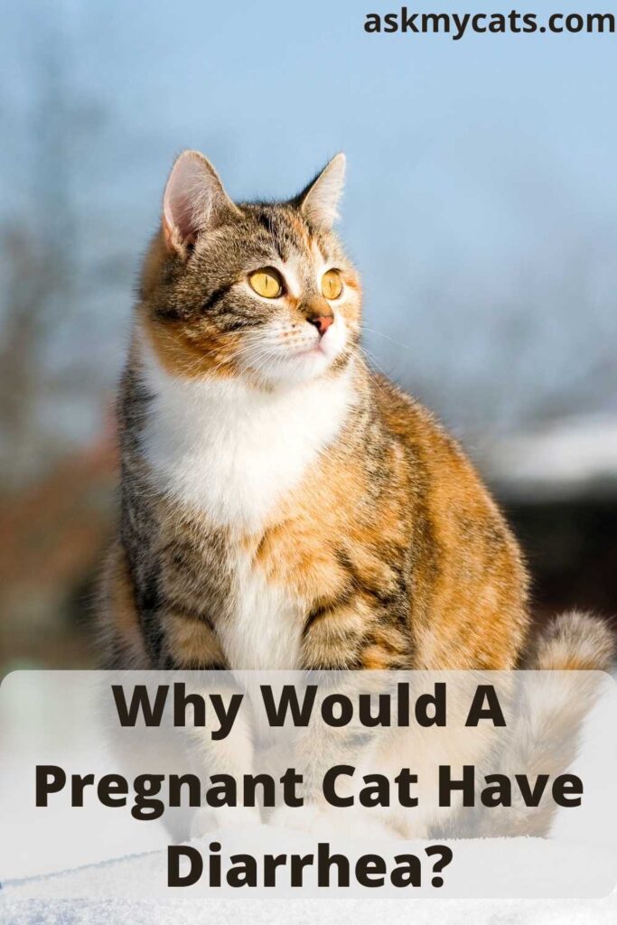 Why Would A Pregnant Cat Have Diarrhea?Why Would A Pregnant Cat Have Diarrhea?