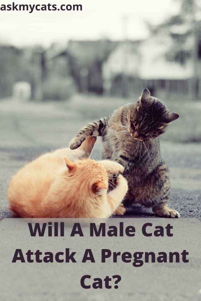 Will A Male Cat Attack A Pregnant Cat?