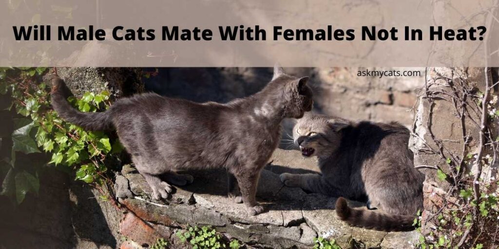 Will Male Cats Mate With Females Not In Heat?